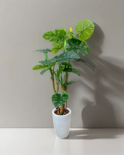 Monstera deliciosa con frutos 180 cm altura