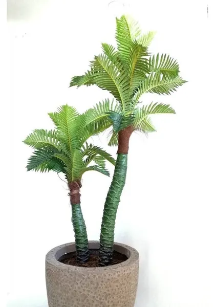 Palma acacia 150 cm altura (precio no incluye maceta)