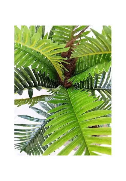 Palma acacia 150 cm altura (precio no incluye maceta)