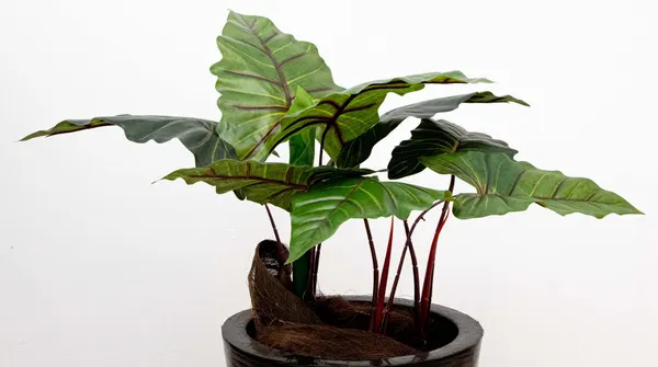 Planta colocasia 90cm
