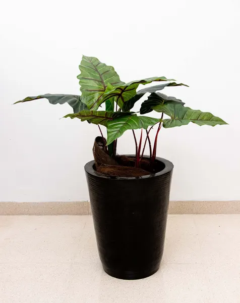Planta colocasia 90cm