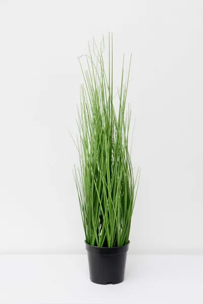 Zacatillo onion grass 60cm