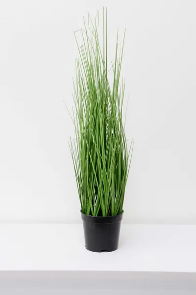 Zacatillo onion grass 60cm