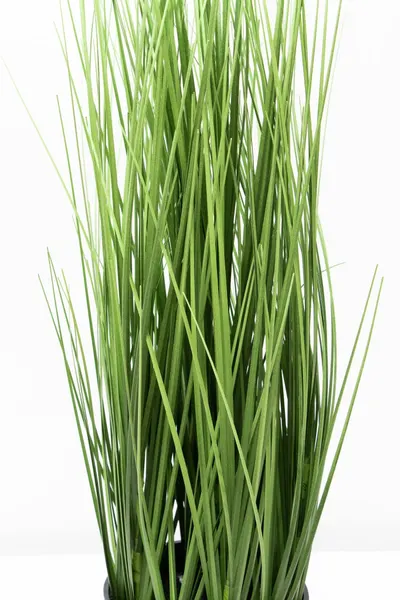 Zacatillo onion grass 60cm