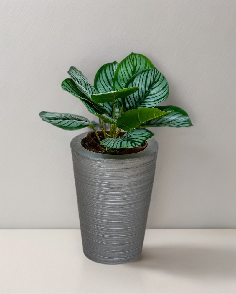 Calathea raya lápiz 45cm de largo