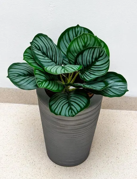 Calathea raya lápiz 45cm de largo