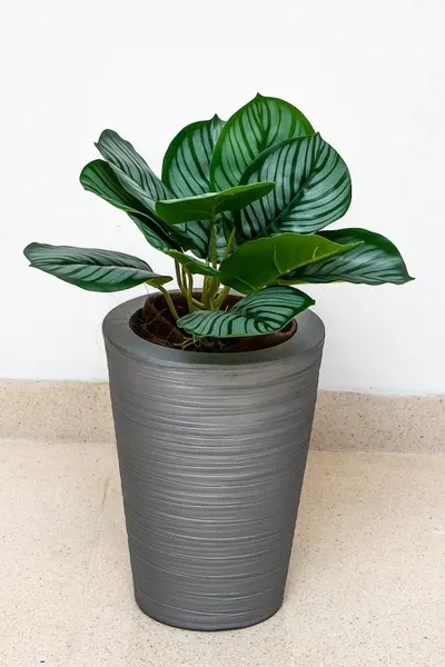 Calathea raya lápiz 45cm de largo