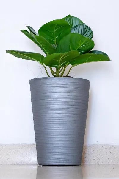 Calathea raya lápiz 45cm de largo