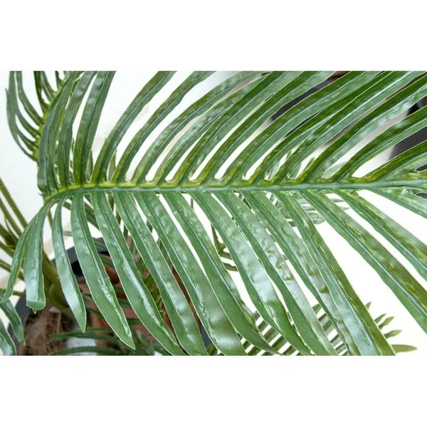 Palmita 100 cm (sin maceta)