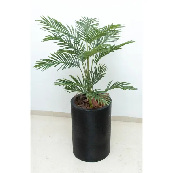 Palmita 100 cm (sin maceta)