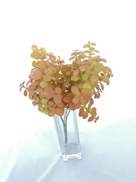 Follaje eucalipto otoñal 30cm