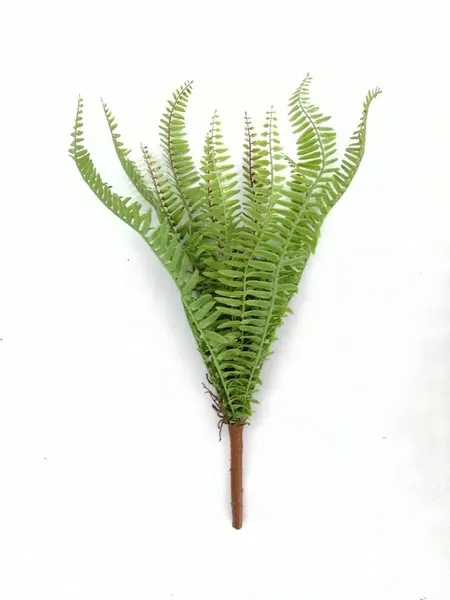 Helecho apariencia natural mediano 50cm