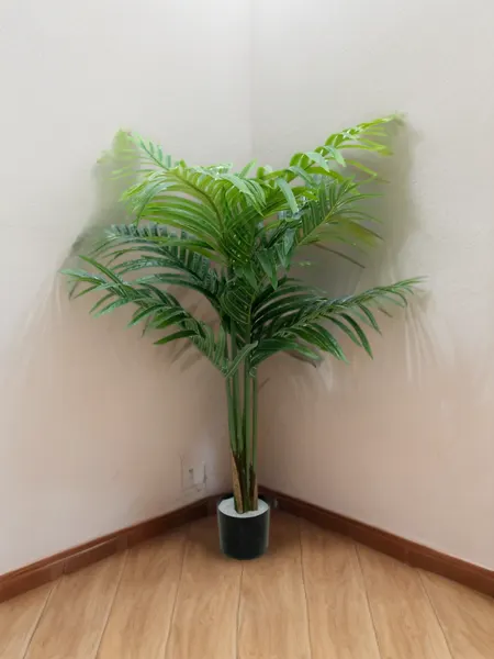 Palmita areca 100 cm con maceta