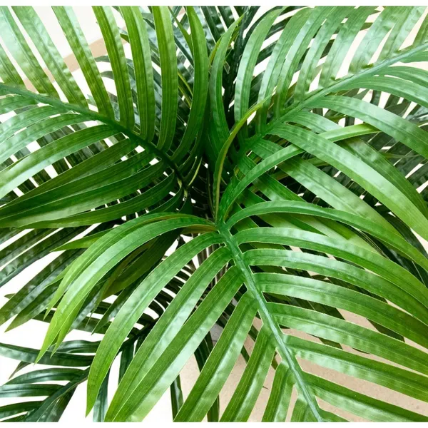 Palmita areca 100 cm con maceta