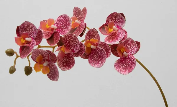 Orquídea phalaenopsis de 8 flores, 80cm largo