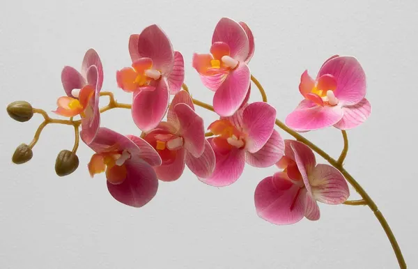 Orquídea phalaenopsis de 8 flores, 80cm largo