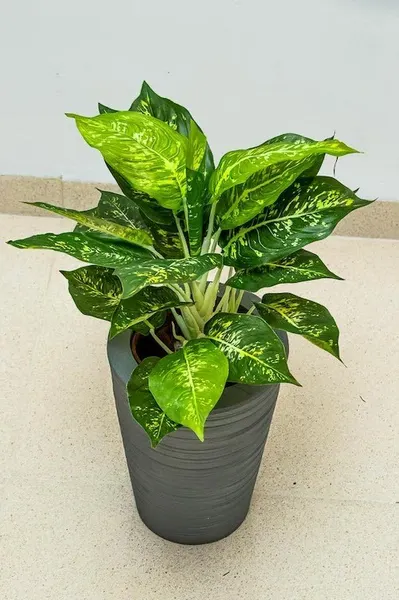 Planta Calathea de 43cm de largo