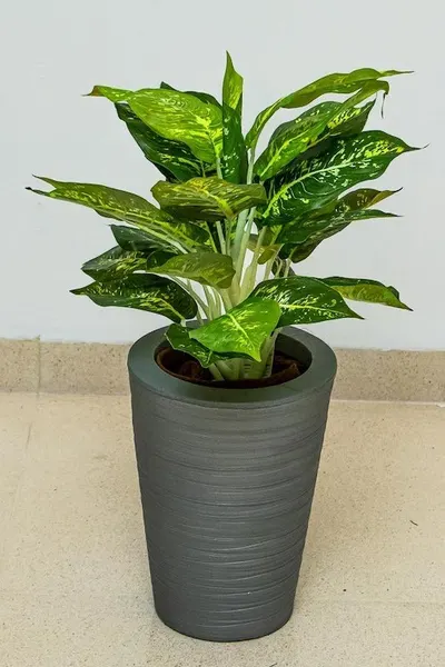 Planta Calathea de 43cm de largo