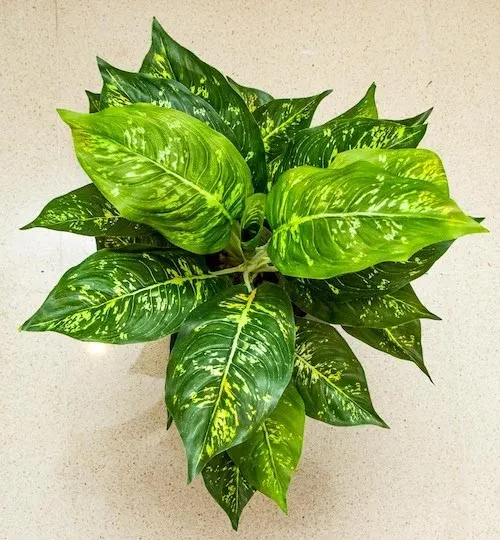 Planta Calathea de 43cm de largo