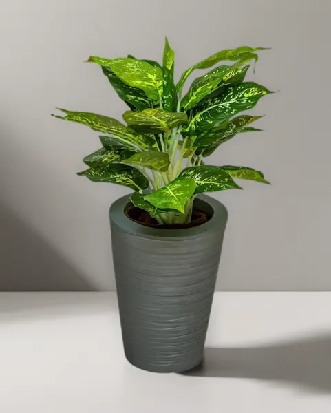 Planta Calathea de 43cm de largo
