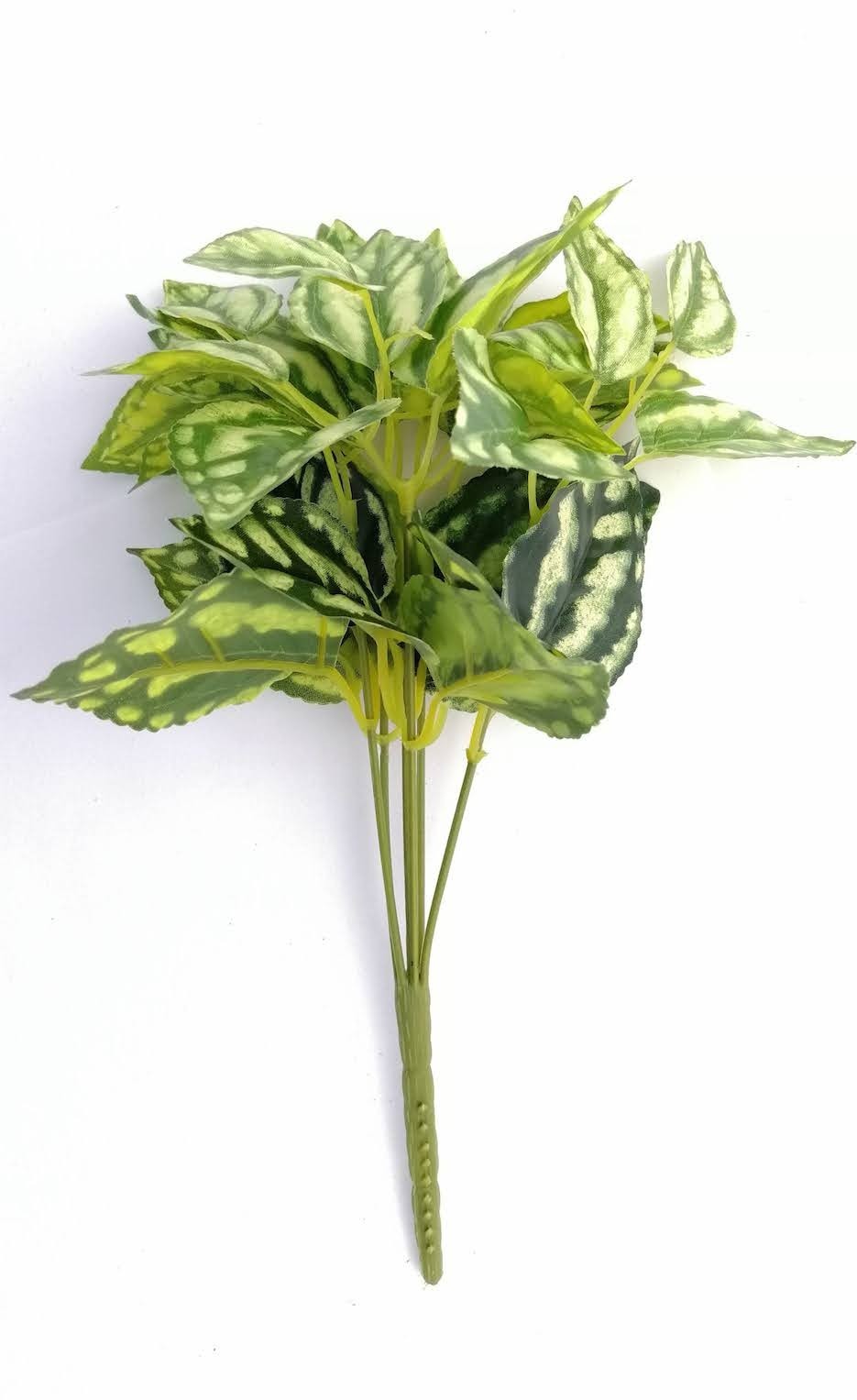 Planta cáscara de sandia chico 30cm