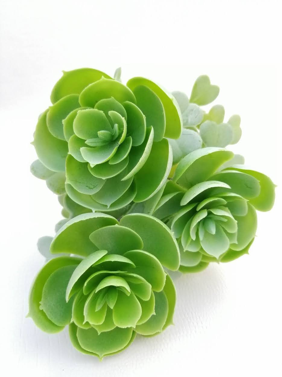 Planta de suculenta 22cm de altura