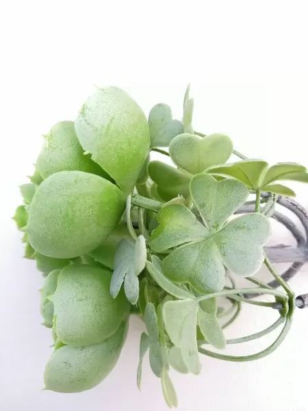 Planta de suculenta 22cm de altura