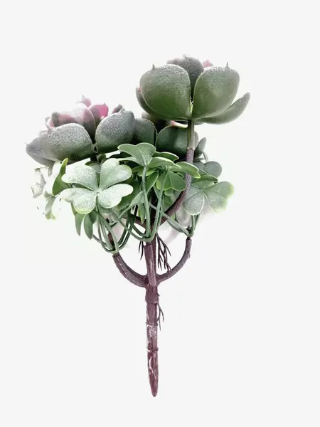 Planta de suculenta 22cm de altura