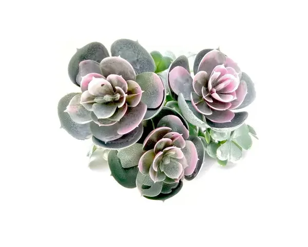 Planta de suculenta 22cm de altura