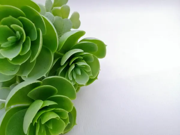 Planta de suculenta 22cm de altura
