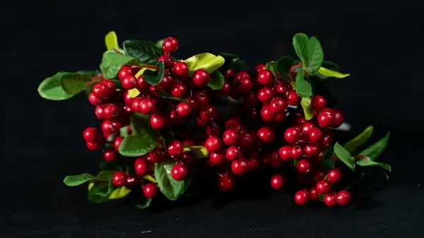 Racimo de cherries 25cm largo x 6 varas