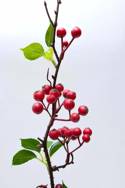 Vara de cherries 53cm