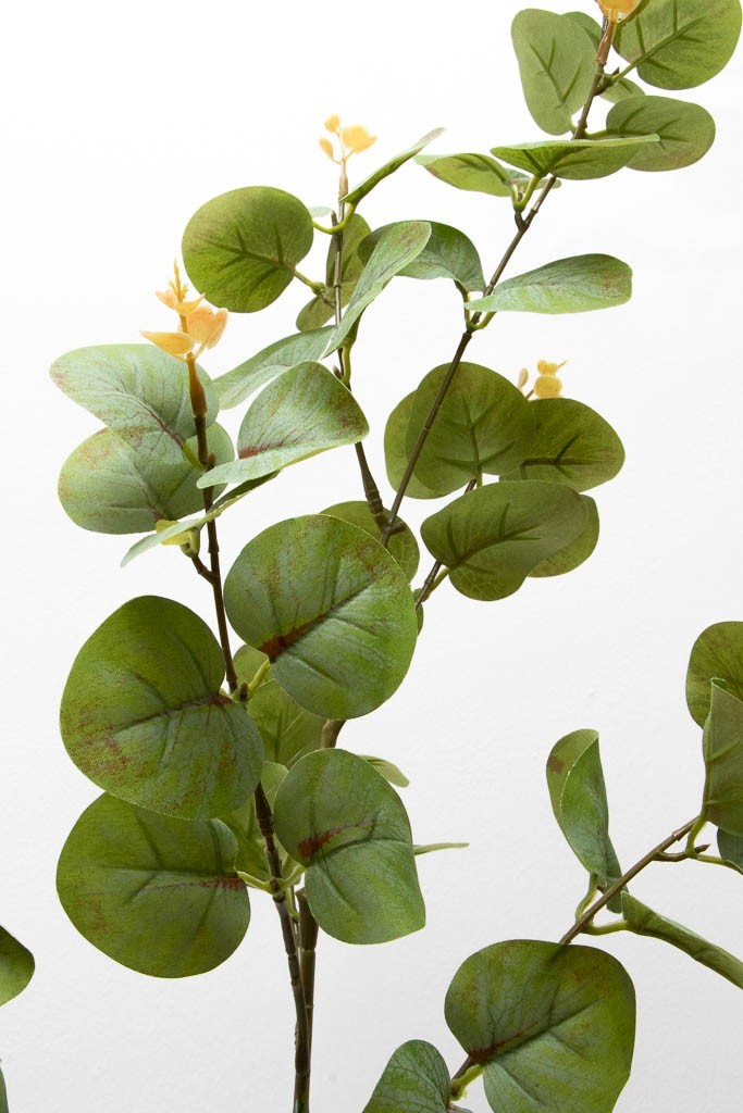 Vara de eucalipto 88cm, color verde-rojizo y cenizo