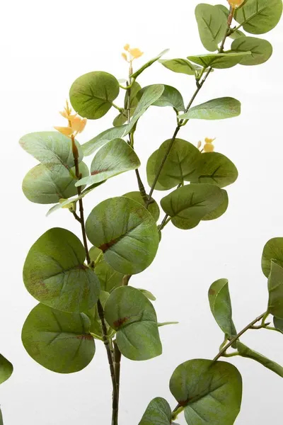 Vara de eucalipto 88cm, color verde-rojizo y cenizo