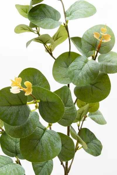 Vara de eucalipto 88cm, color verde-rojizo y cenizo