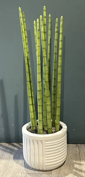 Maceta lineal blanca 22cm altura x 29cm boca