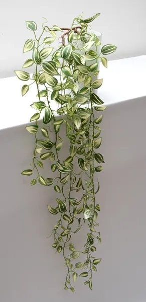 Colgante tradescantia zebrina, dos colores