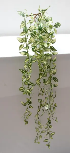 Colgante tradescantia zebrina, dos colores