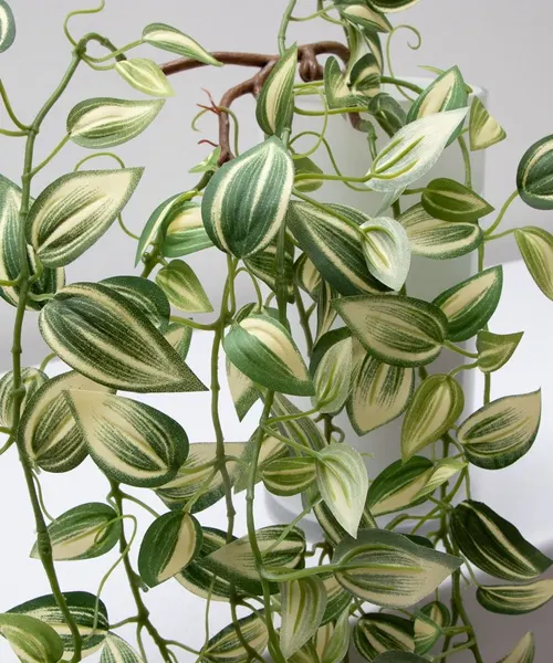Colgante tradescantia zebrina, dos colores
