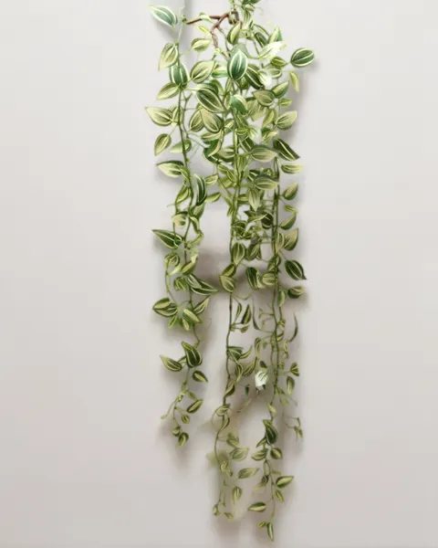 Colgante tradescantia zebrina, dos colores