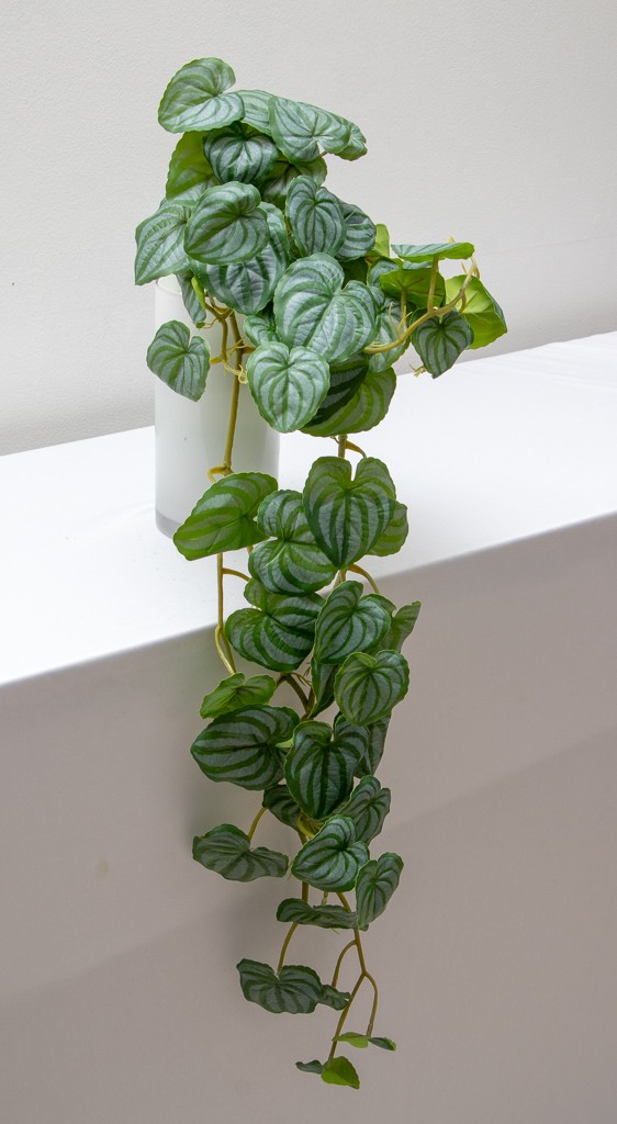 Colgante peperonia 70cm
