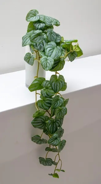 Colgante peperonia 70cm