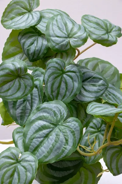 Colgante peperonia 70cm