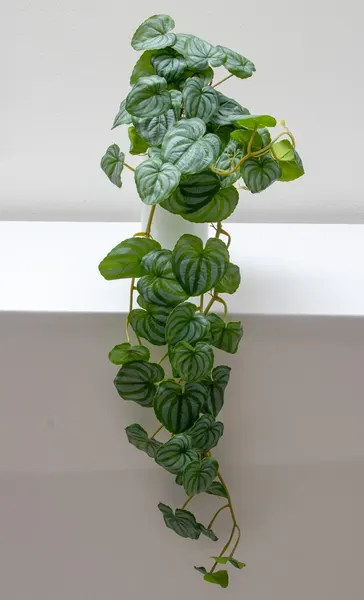 Colgante peperonia 70cm