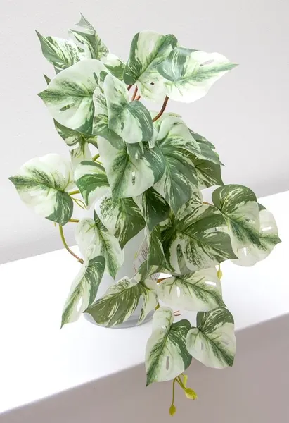 Colgante monstera albina 50cm soft touch