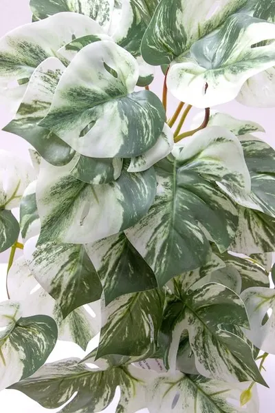Colgante monstera albina 50cm soft touch