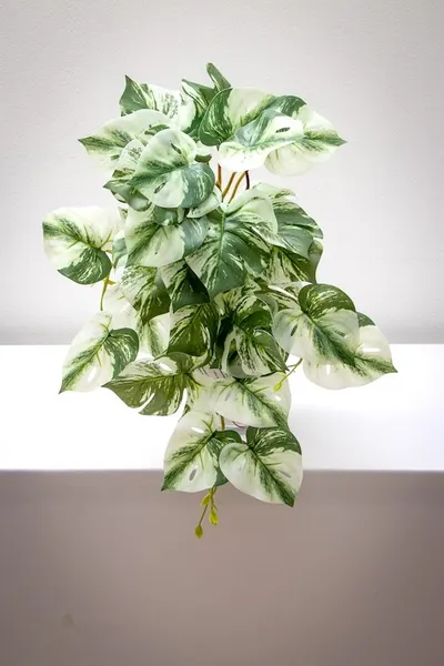 Colgante monstera albina 50cm soft touch