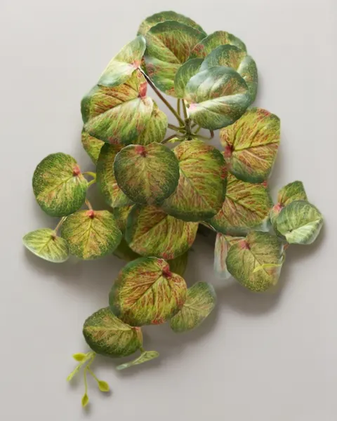 Colgante calladium bicolor 50cm soft touch