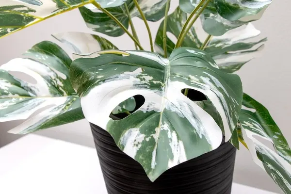 Monstera variegada artificial permanente 52cm
