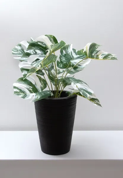 Monstera variegada artificial permanente 52cm